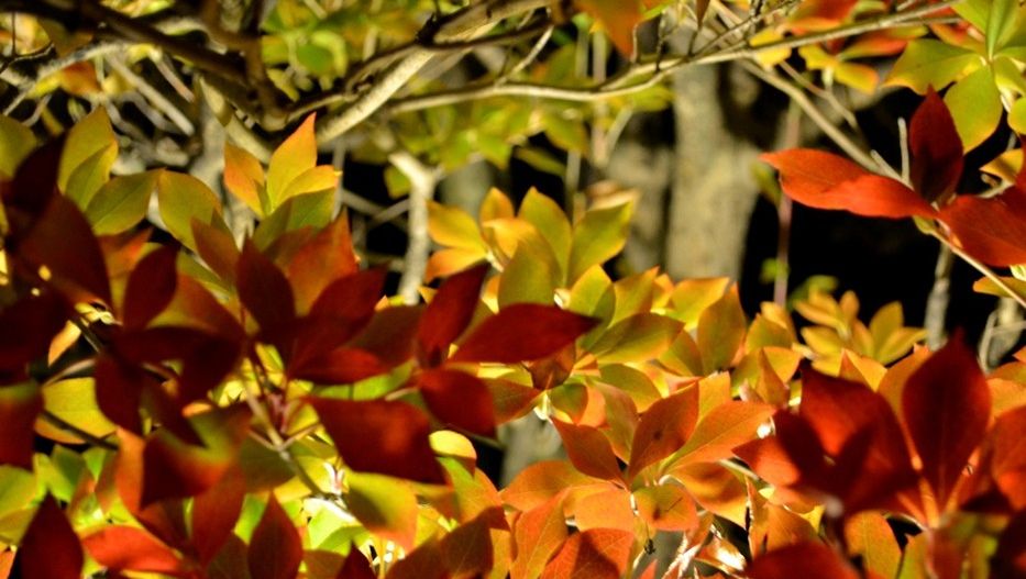 Herbstlich gefärbte Blätter