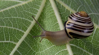 Schnecke auf einem grünen Blatt