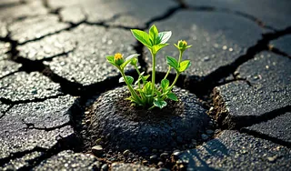 Aufgebrochener Aspalt aus dem eine zarte Pflanze versucht zu wachsen