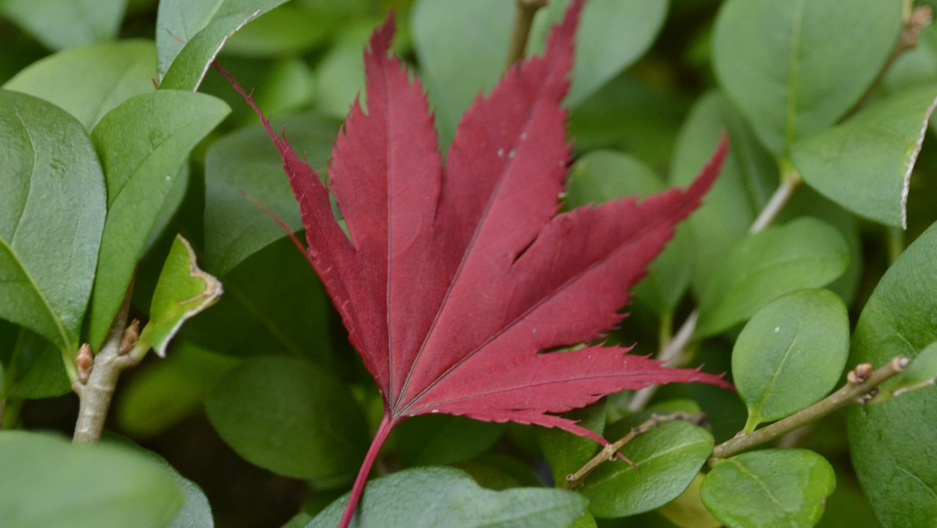 Herbstlich gefärbte Blätter