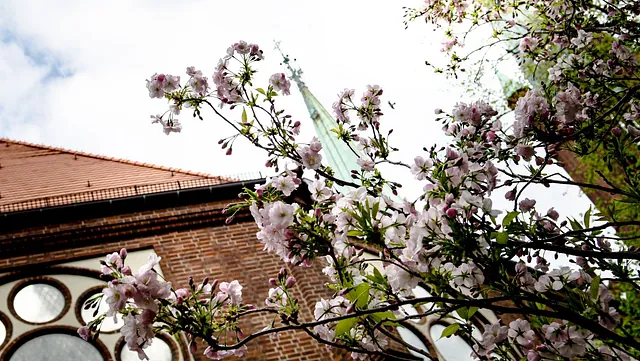 Kirchenblüten im Vordergrund. Ein Kirchturm mit Kreuz im Hintergrund
