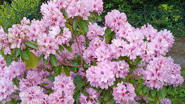 Frühlingsblumen